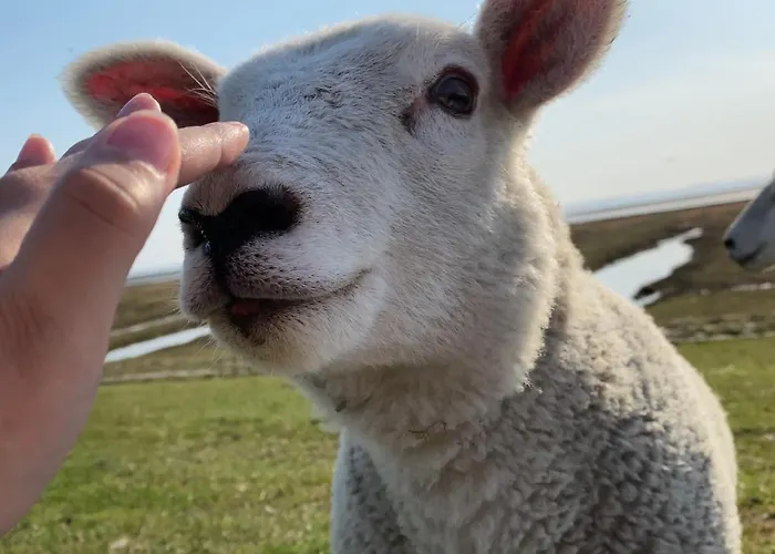 Haus Deichbrise 펜션 니불